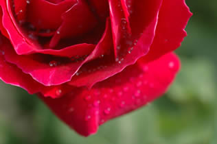 赤いバラの水滴